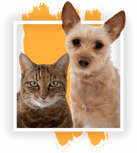 Pets